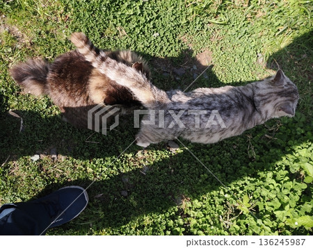 Friendly, cute local cats Friendly, cute local cats 136245987