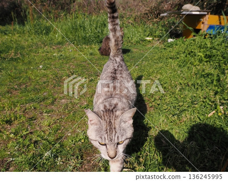 友善可愛的當地貓 136245995