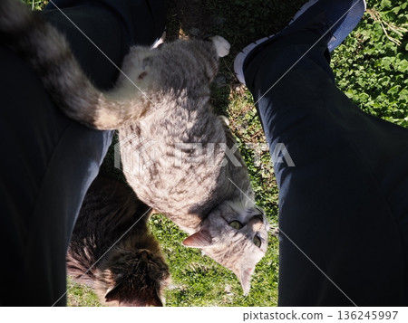 Friendly, cute local cats 136245997