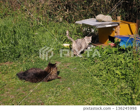 友善可愛的當地貓 136245998