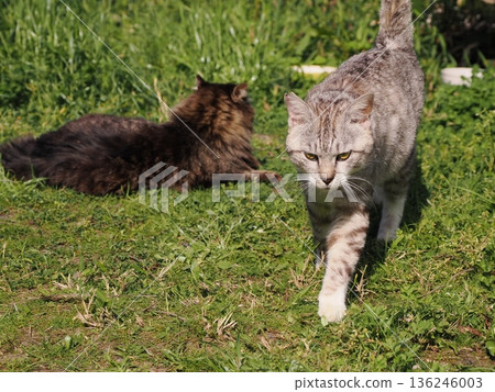 友善可愛的當地貓 136246003