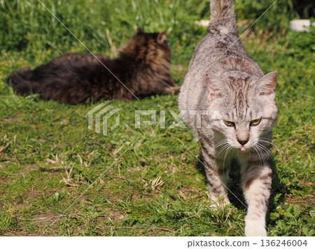 友善可愛的當地貓 136246004