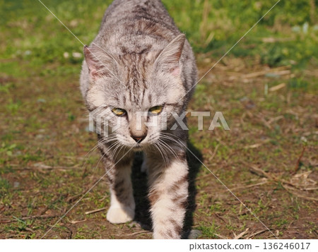 Friendly, cute local cats 136246017