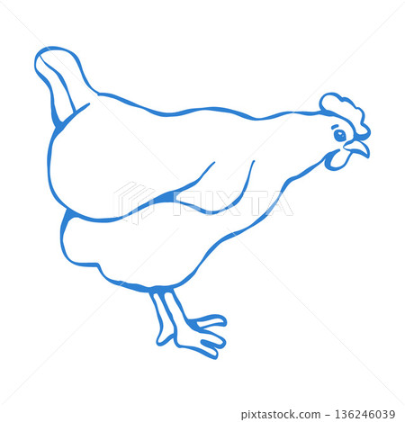 Chicken in outline style. Vector isolated blue clipart. Single chicken, bird, side view. Contour line illustration, simple drawing Chicken in outline style. Vector isolated blue clipart. Single chicken, bird, side view. Contour line illustration, simple drawing 136246039