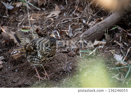 虎斑地鶇 136246055