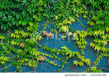 wall background pattern with curly plant long branches and green foliage simple wallpaper concept spring blossom season time wall background pattern with curly plant long branches and green foliage simple wallpaper concept spring blossom season time 136246186