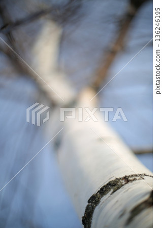 Birch Tree Trunk Abstract Winter Close Up Birch Tree Trunk Abstract Winter Close Up 136246195