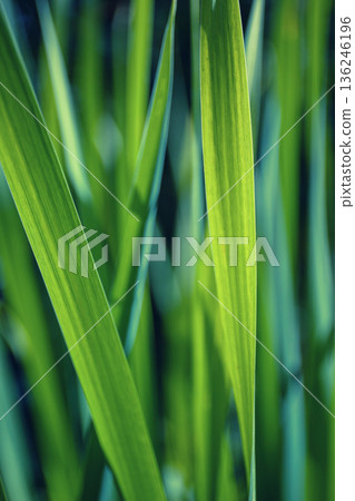 Fresh Green Grass Leaves Macro Background Fresh Green Grass Leaves Macro Background 136246196