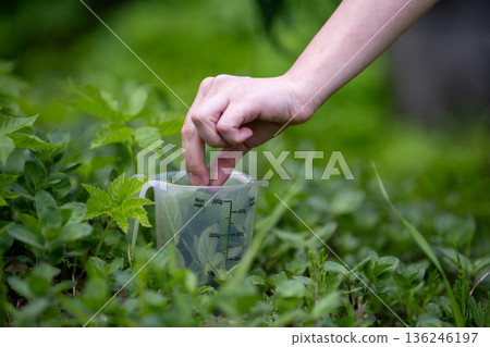 Hand Harvesting Fresh Mint Leaves in Garden 136246197