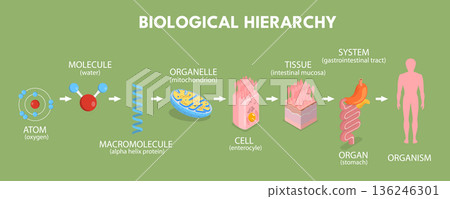 3D Isometric Flat Vector Illustration of Biological Hierarchy, Levels Of Biological Organization From Cells To Ecosystems 3D Isometric Flat Vector Illustration of Biological Hierarchy, Levels Of Biological Organization From Cells To Ecosystems 136246301