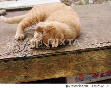 A cute kitten playing innocently, whether he knows or not he's about to leave his parents A cute kitten playing innocently, whether he knows or not he's about to leave his parents 136246304