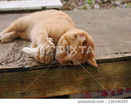 A cute kitten playing innocently, whether he knows or not he's about to leave his parents A cute kitten playing innocently, whether he knows or not he's about to leave his parents 136246305