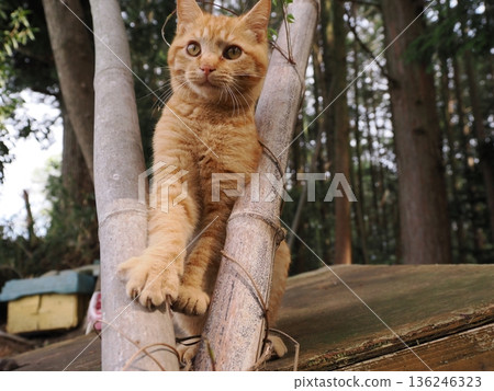 A cute kitten playing innocently, whether he knows or not he's about to leave his parents 136246323