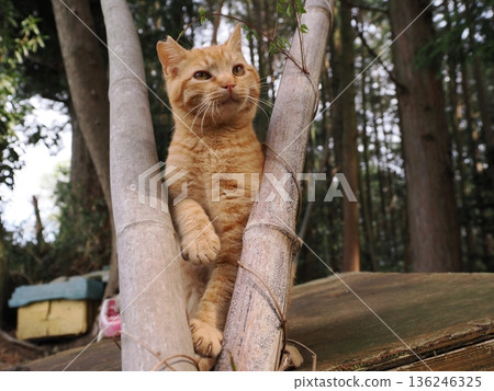 A cute kitten playing innocently, whether he knows or not he's about to leave his parents A cute kitten playing innocently, whether he knows or not he's about to leave his parents 136246325