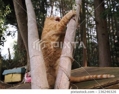 A cute kitten playing innocently, whether he knows or not he's about to leave his parents A cute kitten playing innocently, whether he knows or not he's about to leave his parents 136246326