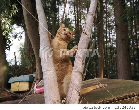 一隻可愛的小貓天真無邪地玩耍著，它或許不知道，自己即將離開父母。 136246335