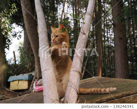 A cute kitten playing innocently, whether he knows or not he's about to leave his parents A cute kitten playing innocently, whether he knows or not he's about to leave his parents 136246341