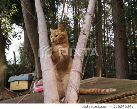 A cute kitten playing innocently, whether he knows or not he's about to leave his parents A cute kitten playing innocently, whether he knows or not he's about to leave his parents 136246342