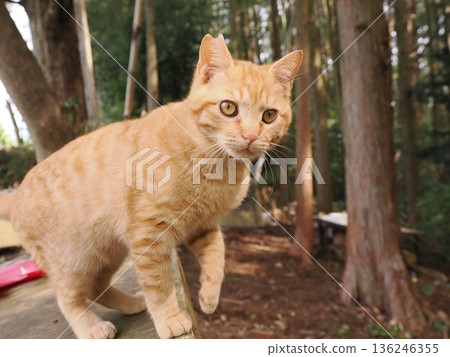 A cute kitten playing innocently, whether he knows or not he's about to leave his parents 136246355
