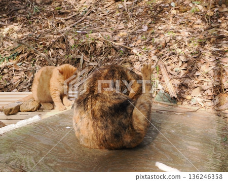 A cute kitten playing innocently, whether he knows or not he's about to leave his parents 136246358