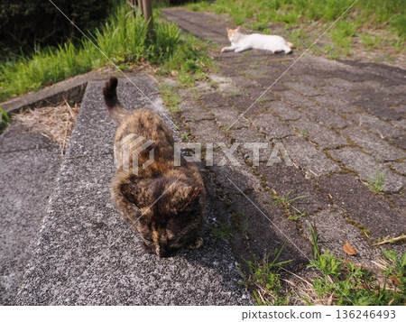 A cat sunbathing in the warm weather A cat sunbathing in the warm weather 136246493