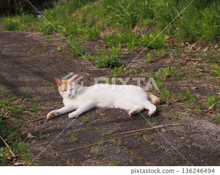 一隻貓在溫暖的天氣裡曬太陽 136246494