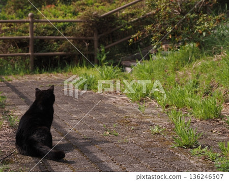 A cat sunbathing in the warm weather 136246507