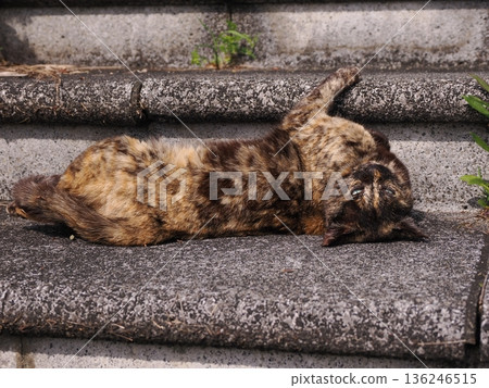 一隻貓在溫暖的天氣裡曬太陽 136246515