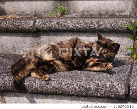 A cat sunbathing in the warm weather 136246516