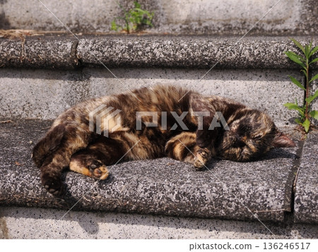 一隻貓在溫暖的天氣裡曬太陽 136246517