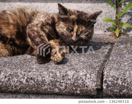 一隻貓在溫暖的天氣裡曬太陽 136246518