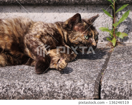 一隻貓在溫暖的天氣裡曬太陽 136246519