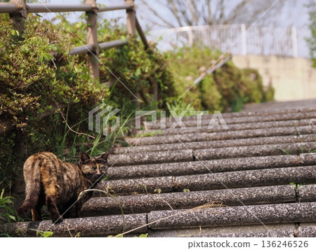A cat sunbathing in the warm weather A cat sunbathing in the warm weather 136246526