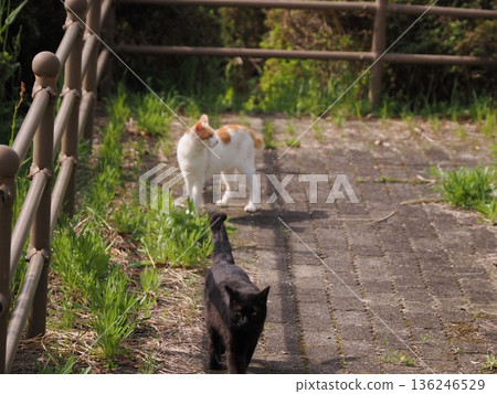 A cat sunbathing in the warm weather 136246529