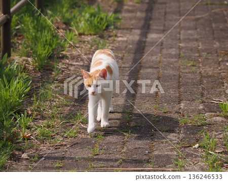 A cat sunbathing in the warm weather 136246533