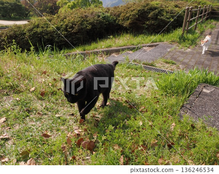 A cat sunbathing in the warm weather 136246534