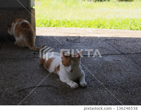 A cat sunbathing in the warm weather 136246538