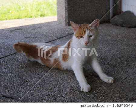 A cat sunbathing in the warm weather 136246549