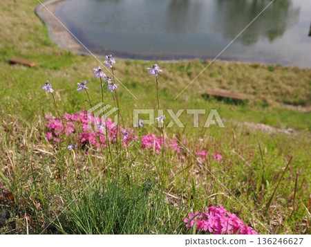 Cute matsubaunran flowers bloom against the backdrop of moss pinks Cute matsubaunran flowers bloom against the backdrop of moss pinks 136246627
