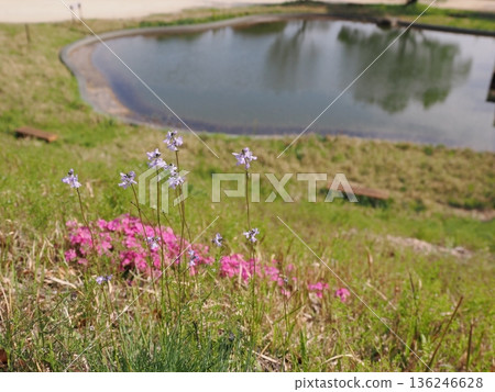 Cute matsubaunran flowers bloom against the backdrop of moss pinks Cute matsubaunran flowers bloom against the backdrop of moss pinks 136246628