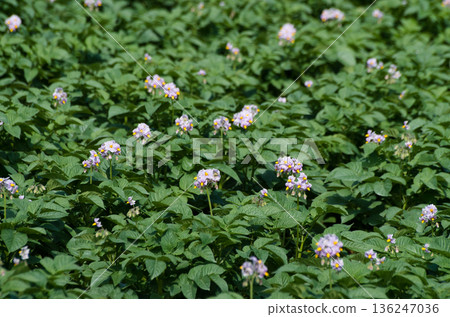 Close-up potato field flowers Close-up potato field flowers 136247036