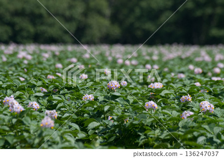 馬鈴薯田花特寫 馬鈴薯田花特寫 136247037