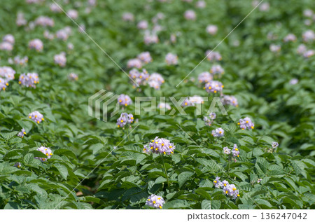 Close-up potato field flowers Close-up potato field flowers 136247042