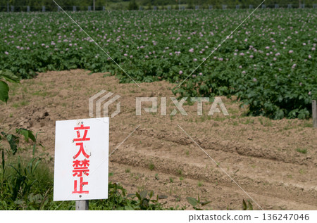 Potato field with a no trespassing sign Potato field with a no trespassing sign 136247046