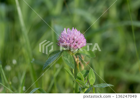 Close-up of water droplets on red clover 136247049