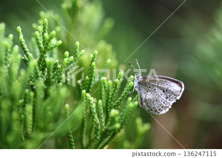 大和志見和貝津海 136247115