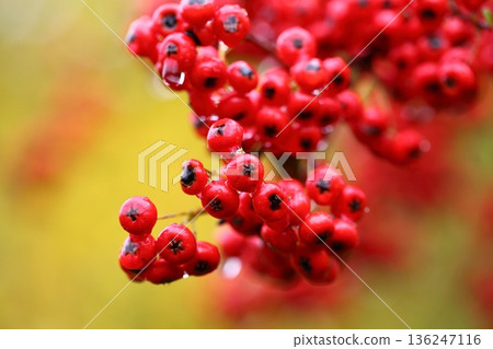 雨水浸濕的卡贊德馬裡樹的紅色漿果 136247116