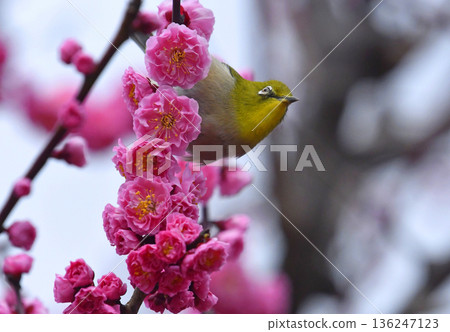 A white-eye came to the red plum blossoms in full bloom (spring image) (heartwarming image) 136247123