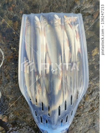透明的甜魚船 136247153