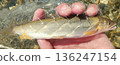 阿玉 136247154